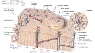 Osteon Structure Song [upl. by Dammahom232]