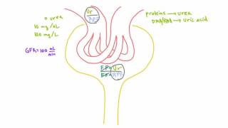 How to calculate the amount of a substance filtered by the kidney [upl. by Anav]