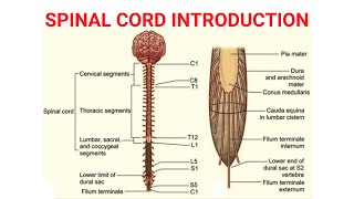 Spinal Cord Introduction  Neuroanatomy [upl. by Rod224]