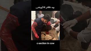 csection cow caesarean section cow cow animalmedicine cowgoat farming animalhealthcare [upl. by Anatnas]