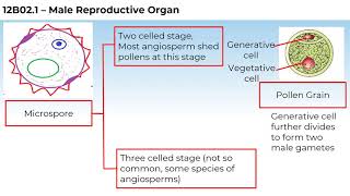 12B021 CV4 Structure of Microspore and Pollen grain [upl. by Wesle260]