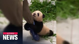 Meet Fu Bao the first panda born in Korea [upl. by Yelbmik218]