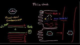 Polio virus life cycle [upl. by Lybis]