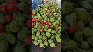 വിശ്വസിച്ചേപറ്റു 💫 chilly chilli harvesting farming home sreekkuttyarun [upl. by Schulein]