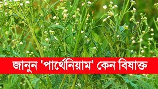 সাবধান  আপনার বাড়ির আশে পাশেই রয়েছে এই বিষাক্ত গাছ  পার্থেনিয়াম  Parthenium [upl. by Eadrahc]