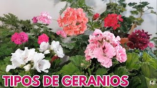 Tipos de geranios chuyito jardinero [upl. by Hendren]