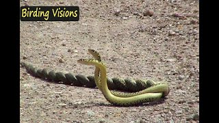 Combat in Whip snakes  Tolfa Hills Italy [upl. by Dnalrag566]