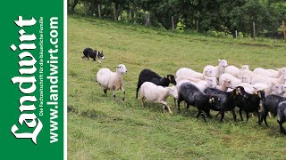 Hütehunde im Praxiseinsatz  landwirtcom [upl. by Shelba]