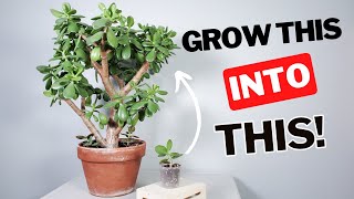 how to grow a LARGE jade plant [upl. by Reel]