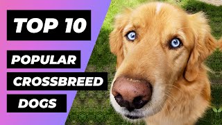 TOP 10 Most Popular CROSSBREED Dogs In The World  1 Minute Animals [upl. by Nnaeirual]