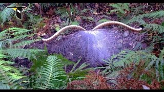 The Fanciest Bird in the World Superb Lyrebird [upl. by Aiym]