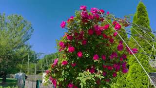 Zephirine Drouhin Climbing Rose  Thorn less Heirloom Rosescom Backyard Garden Highlights [upl. by Asinet]