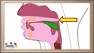 WCLN  The Pharynx and the Esophagus  Biology [upl. by Robby]