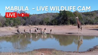 Mabula Gnu Pan  Wildlife Live Stream [upl. by Abba140]