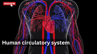 Circulatory system in human body animation Human Circulatory System Explained A Detailed Overview [upl. by Harod]