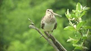 オオジシギ Lathams Snipeが囀る Singing Bird Snipe [upl. by Tiernan813]