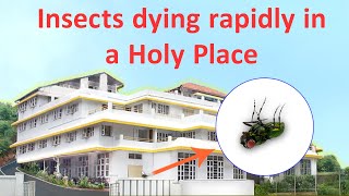 Insects Dying Rapidly in a Holy Place  Unique Phenomenon [upl. by Kotick320]