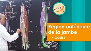 Anatomie de la région antérieure de la Jambe cours [upl. by Nakeber]