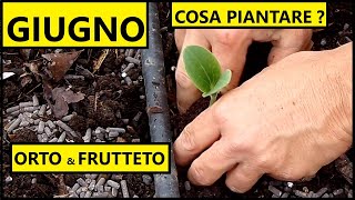 Cosa piantare nel mese di GIUGNO nellOrto e nel Frutteto  Tutorial Agricoltura [upl. by Corena]