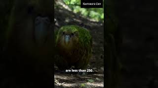 This Parrot Cant Fly  animalfacts [upl. by Conchita123]