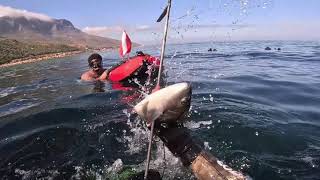 Camps Bay Highlights  Spearfishing  Hottentot [upl. by Silvan]