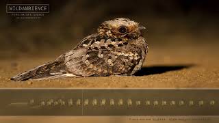 Fierynecked Nightjar Call amp Sounds  An iconic night sound of the African bush [upl. by Atsylac]