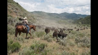 A RealDeal Cattle Drive in Idaho [upl. by Lacim]