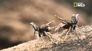 Maratus volans  La technique de drague de laraignée paon [upl. by Cornall]