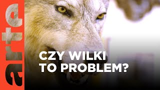 Czy wilki stanowią problem  ARTEtv Dokumenty [upl. by Best669]