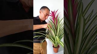 3 tips para cuidar la BROMELIA GUZMANIA [upl. by Heger237]