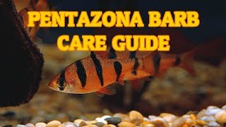 Pentazona Barb Five Banded Barb  Care Guide  Species Spotlight [upl. by Quince900]