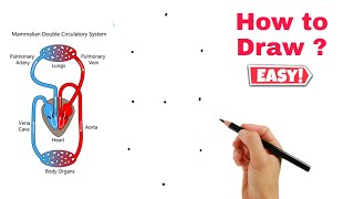 Easy Step Double circulation Diagram Class 10 Drawing  Science Diagram [upl. by Sivrup]