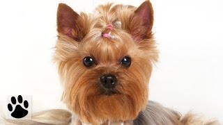 Породы собак  Йоркширский терьер Yorkshire Terrier Dog Breed [upl. by Auhoj]