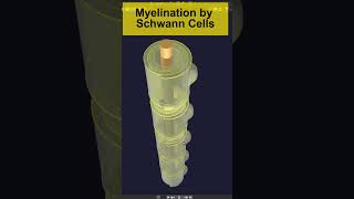 3D Myelination in PNS by Schwann cells Animation  Visual Lecture shorts biology [upl. by Ramel]