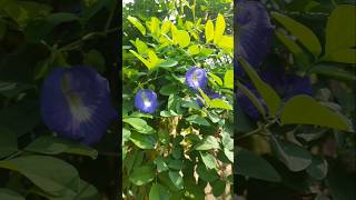 Shankupushpalanu penchadam ela shankupushpam garden propagation trendingshorts [upl. by Lainey]