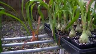 Ornithogalum longibracteatum Pregnant Onion [upl. by Efeek]