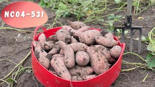 PLANTING A NEW EXPERIMENTAL SWEET POTATO VARIETY [upl. by Germayne]