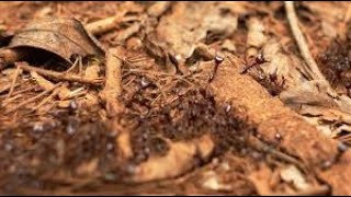 DOCUMENTAIREREPORTAGE La menace des fourmis tueuses [upl. by Karla975]