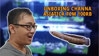 BELI CHANNA ASIATICA ONLINE  7CM 100 RIBU  UNBOXING CHANNA ASIATICA RSP KALIMAYA [upl. by Giorgio]