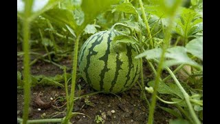 HEART HEATH Organic vitamins WE HAVE YELLOW WATERMELONS forming Fruit after only 2 WEEKS Non GMO [upl. by Laurance956]