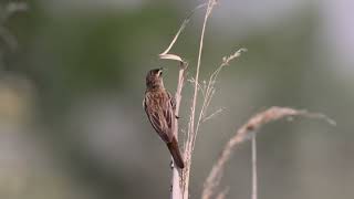 foltos nádiposzáta Sedge Warbler Acrocephalus schoenobaenus [upl. by Anohsal607]