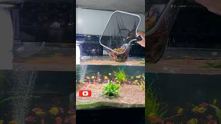 Release Widow Tetra Fish how to breed widow tetra fishwidow tetra fish careglow widowtetrashorts [upl. by Sarchet]