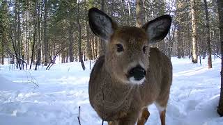 Rockwood Deer Cam 4 [upl. by Carmena566]