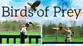 Amazing Birds of Prey VilmasTravels [upl. by Milburr]