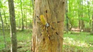 Golden Silk Orbweaver [upl. by Perkin250]