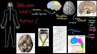 La structure du système nerveux [upl. by Constance]