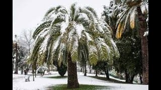 Did the Phoenix canariensis Palm tree survive another Winter Stay tuned [upl. by Gable]