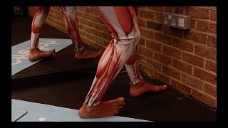 Peroneus Fibularis Brevis LEG Stretch for All standing – iStretch [upl. by Avid385]