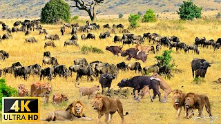 4K African Wildlife Gombe Stream National Park Tanzania  Scenic Wildlife Film With Real Sounds [upl. by Binette]