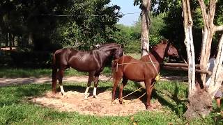 Most best breeding horse Big male horse vs Nice mare [upl. by Trula]